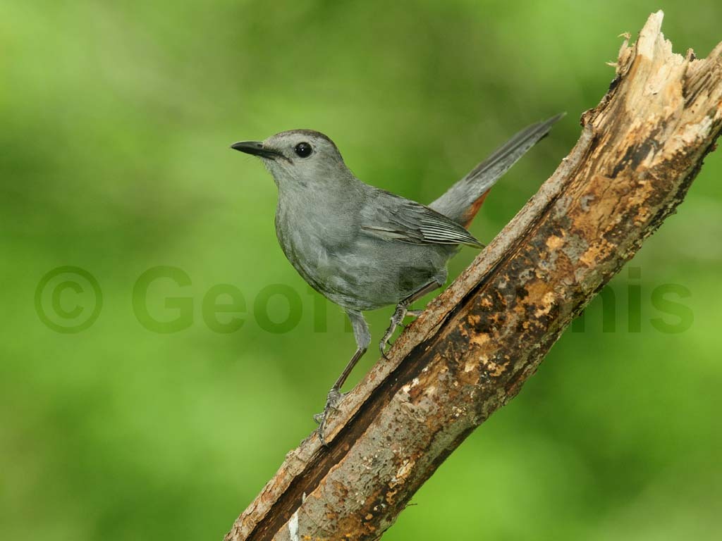 GRCA-AM_Gray-Catbird
