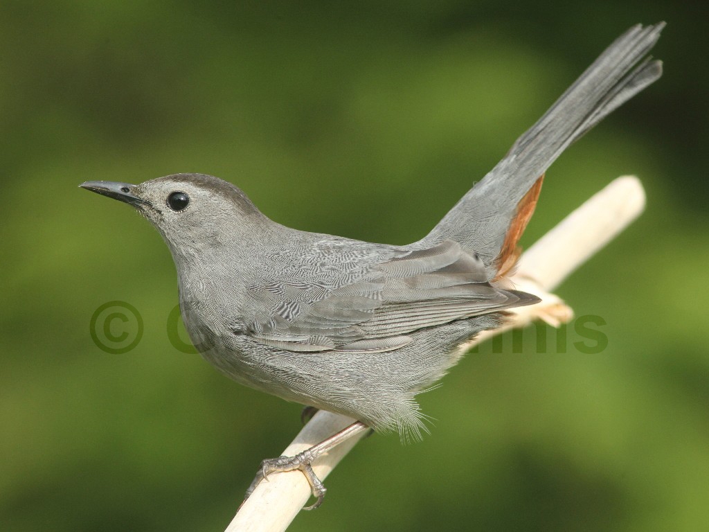 GRCA-AN_Gray-Catbird