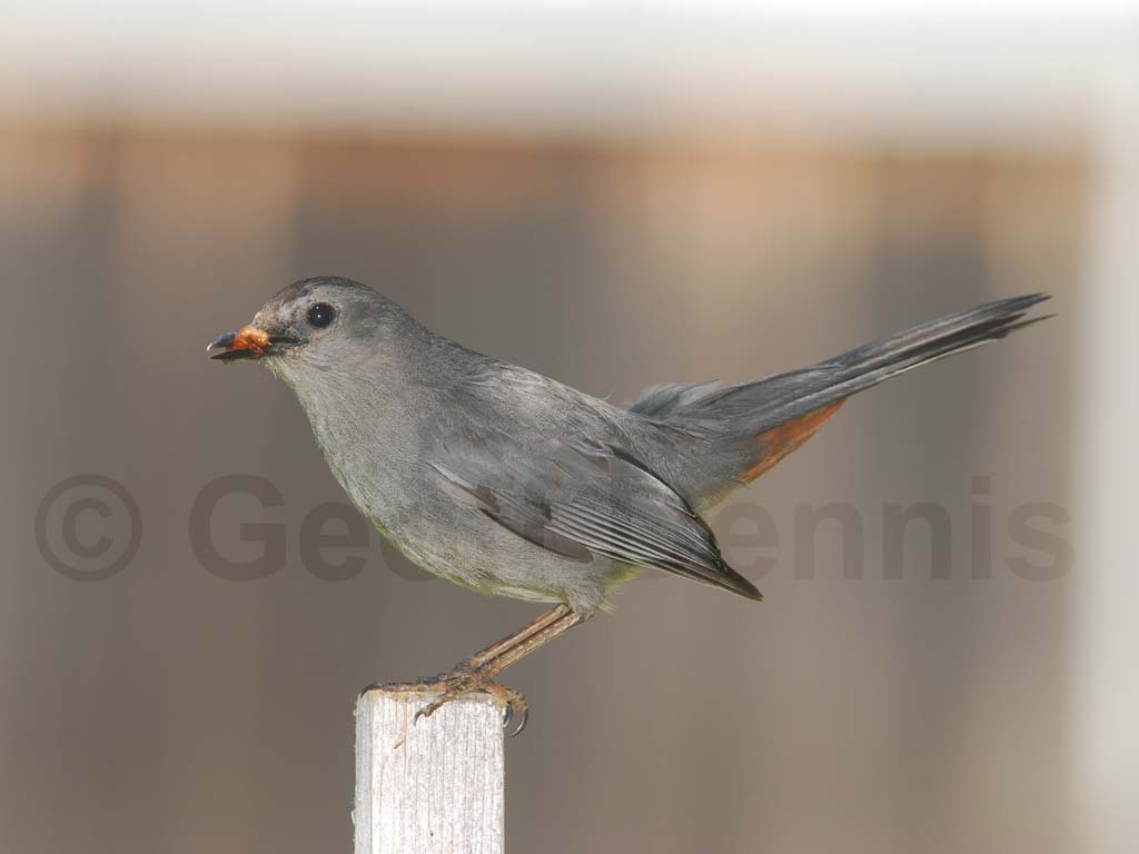 GRCA-AO_Gray-Catbird