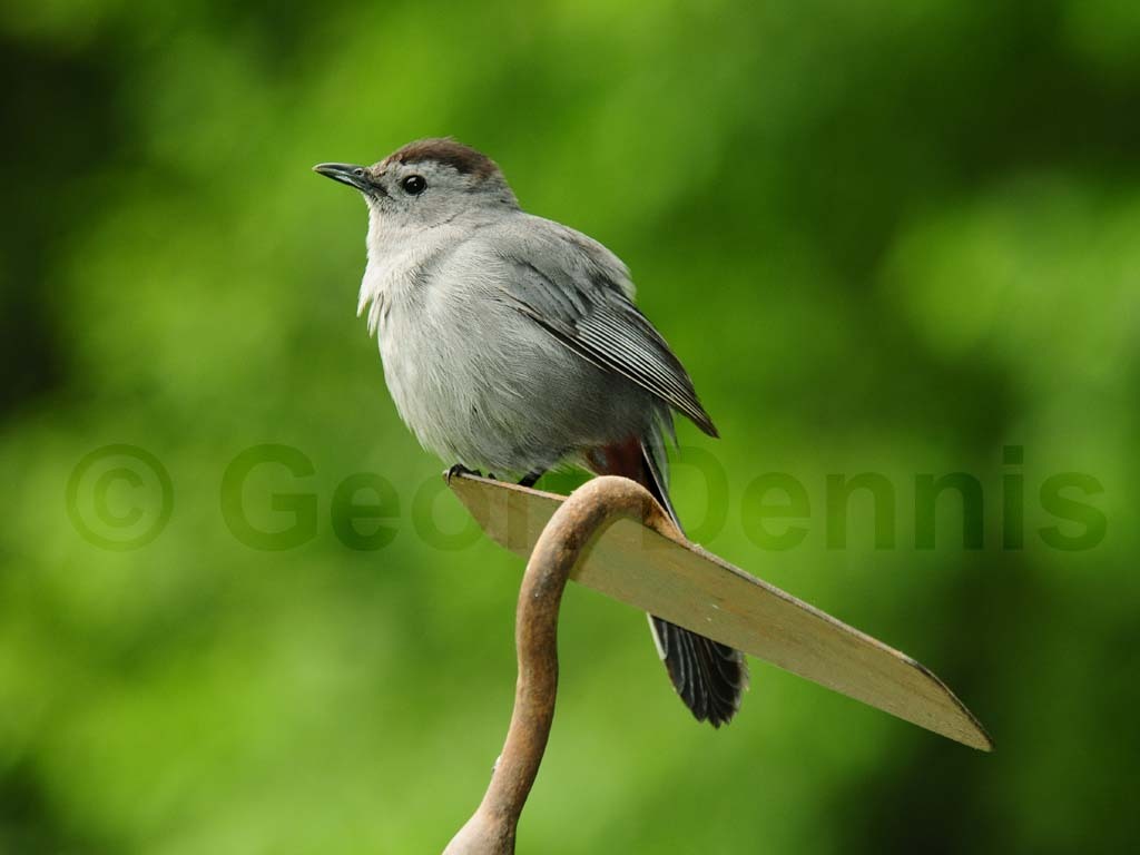 GRCA-AP_Gray-Catbird