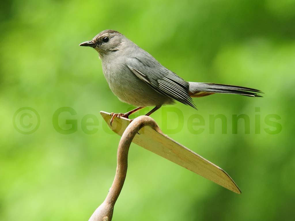 GRCA-AQ_Gray-Catbird