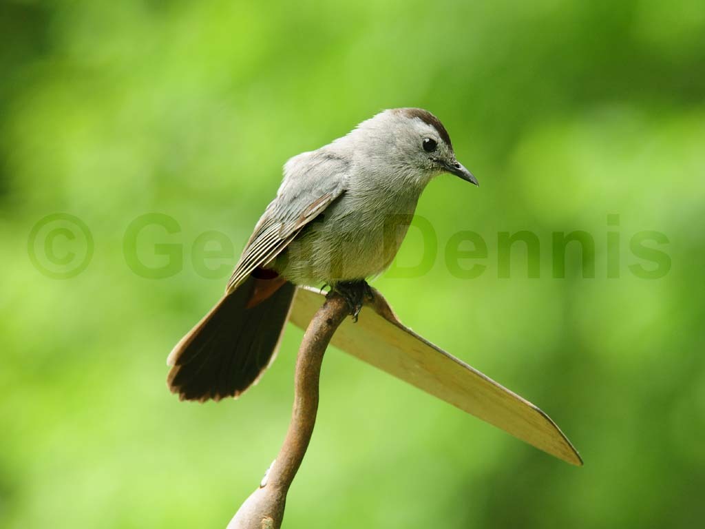 GRCA-AR_Gray-Catbird