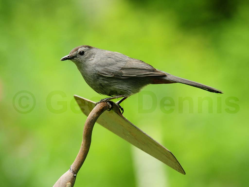 GRCA-AS_Gray-Catbird