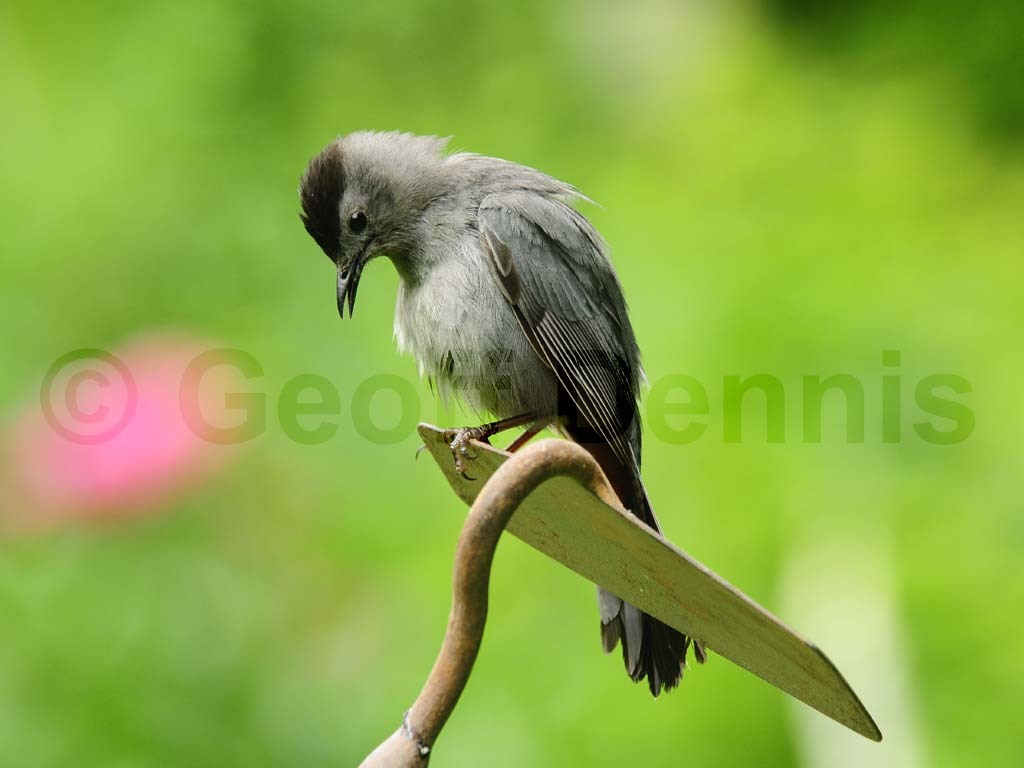 GRCA-AT_Gray-Catbird