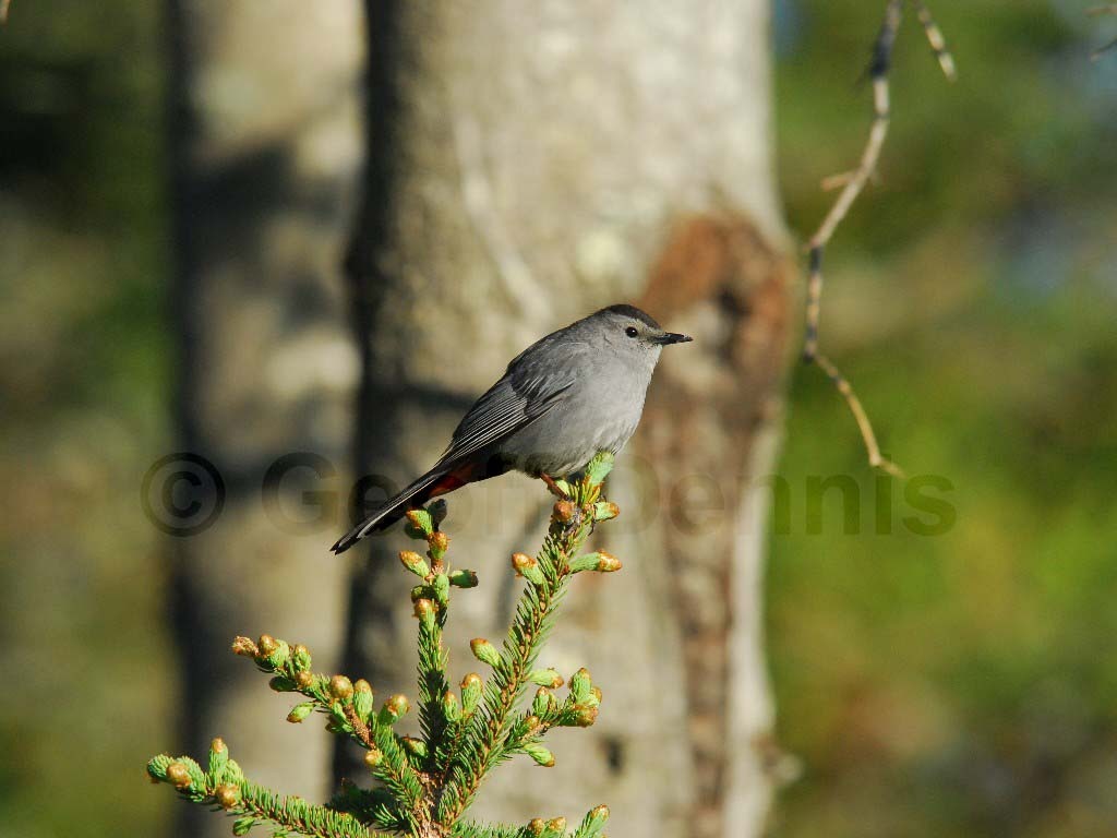 GRCA-AU_Gray-Catbird
