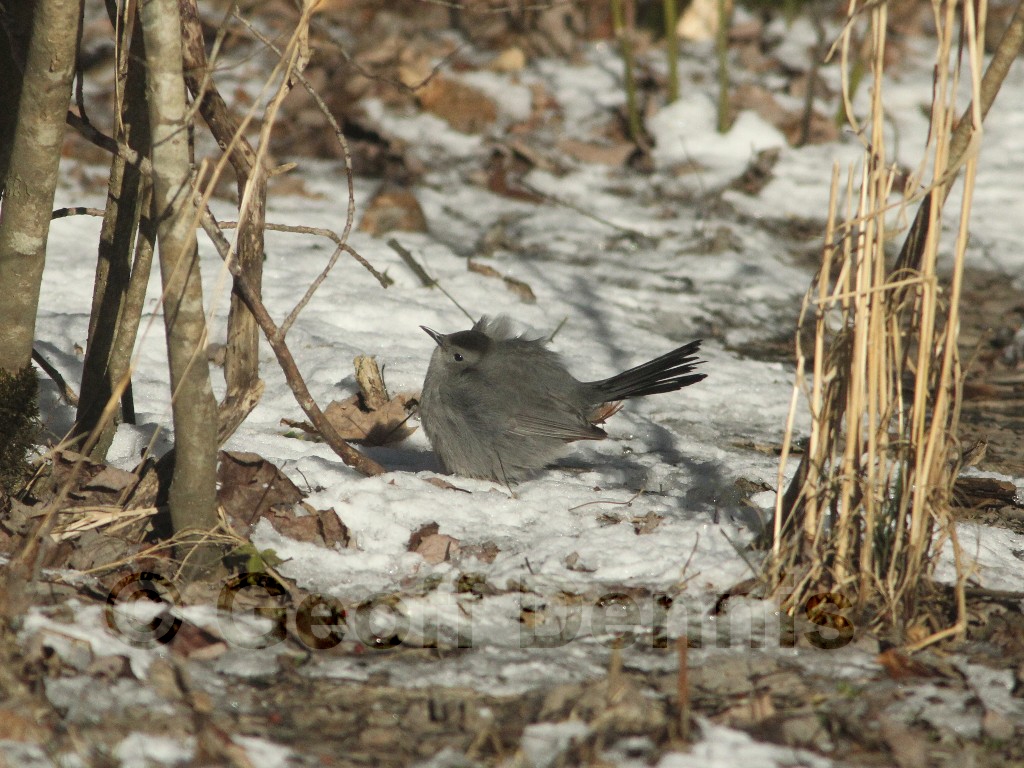 GRCA-AV_Gray-Catbird