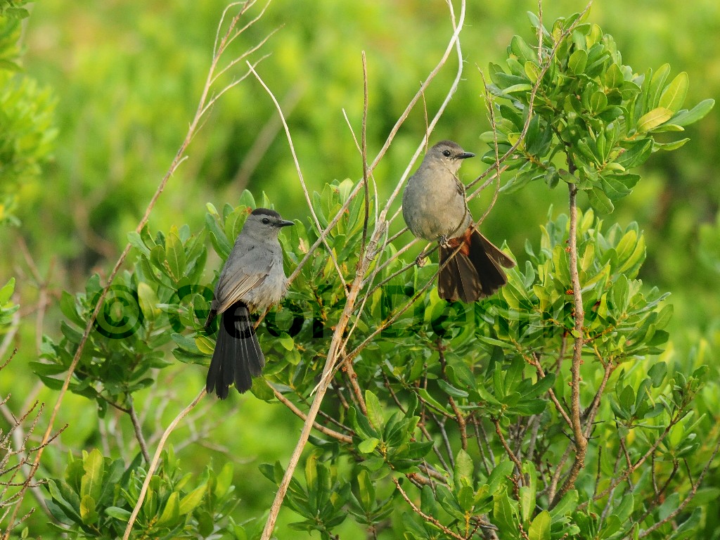 GRCA-AW_Gray-Catbird