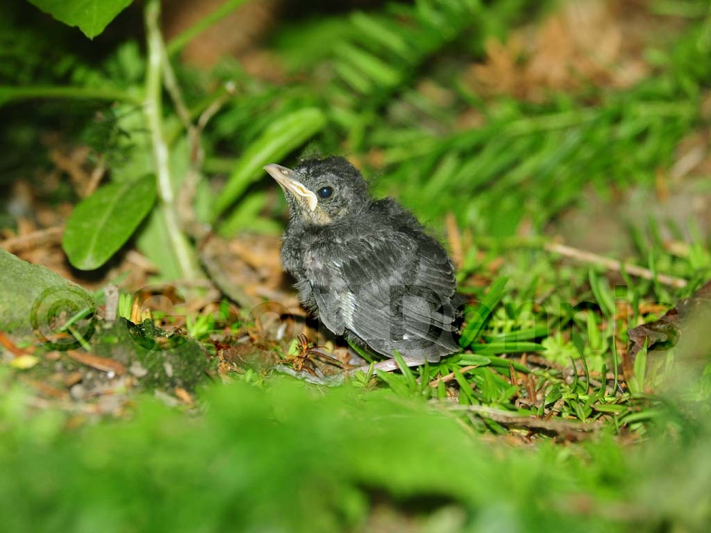 GRCA-AX_Gray-Catbird