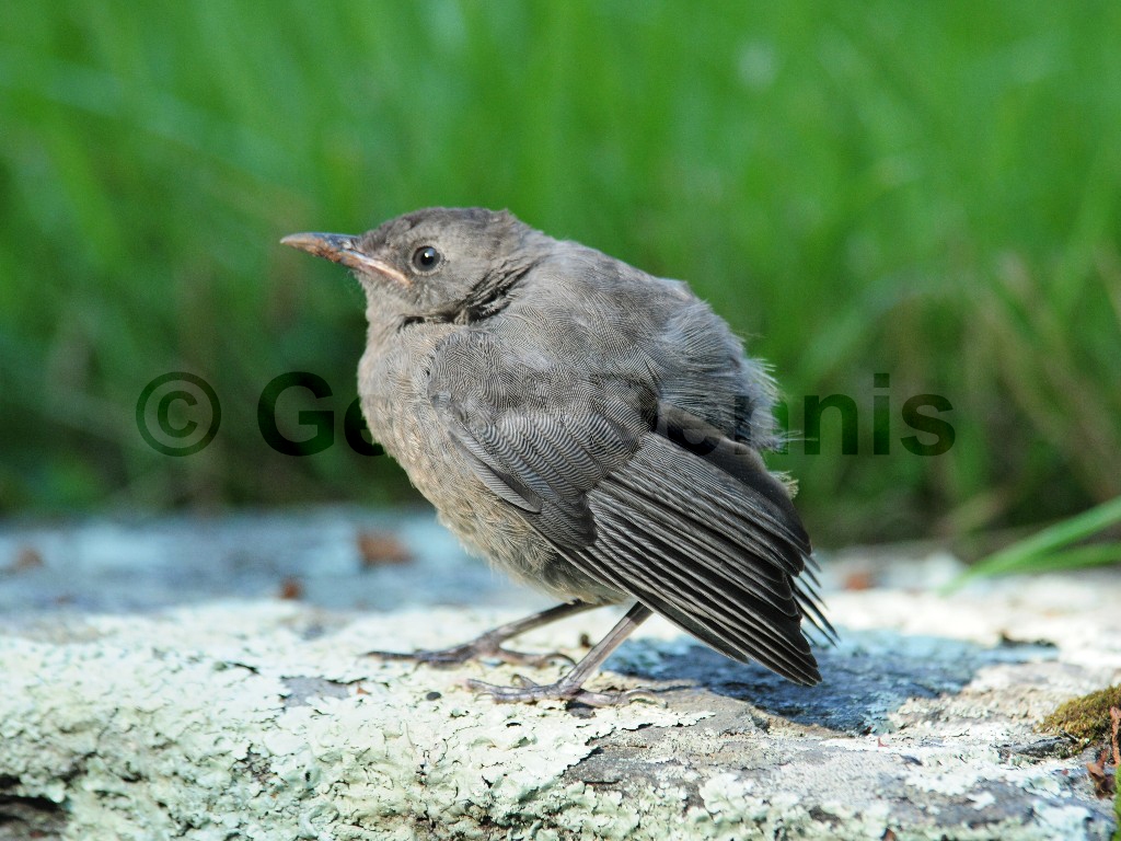 GRCA-AY_Gray-Catbird
