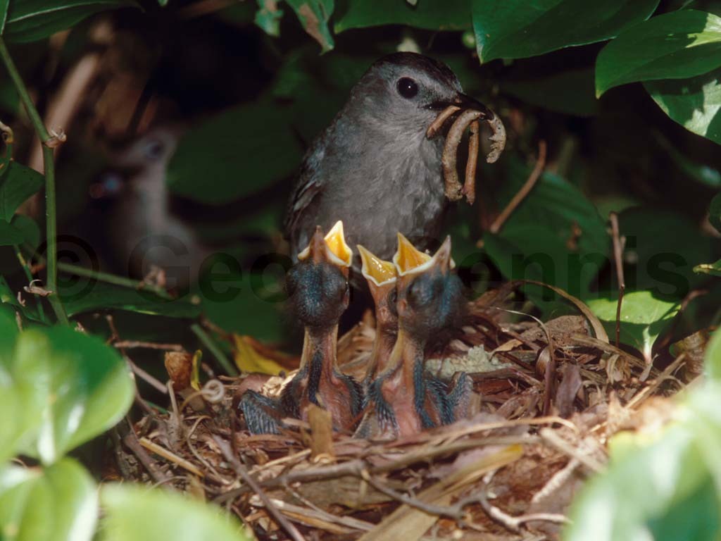 GRCA-AZ_Gray-Catbird
