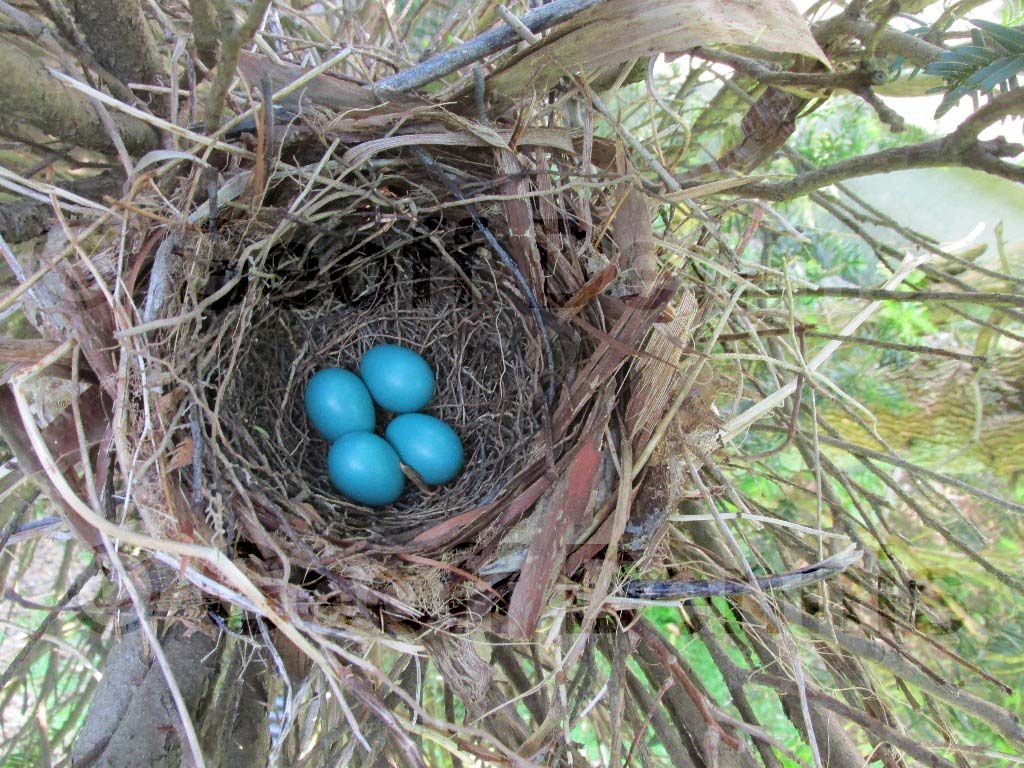 GRCA-BA_Gray-Catbird