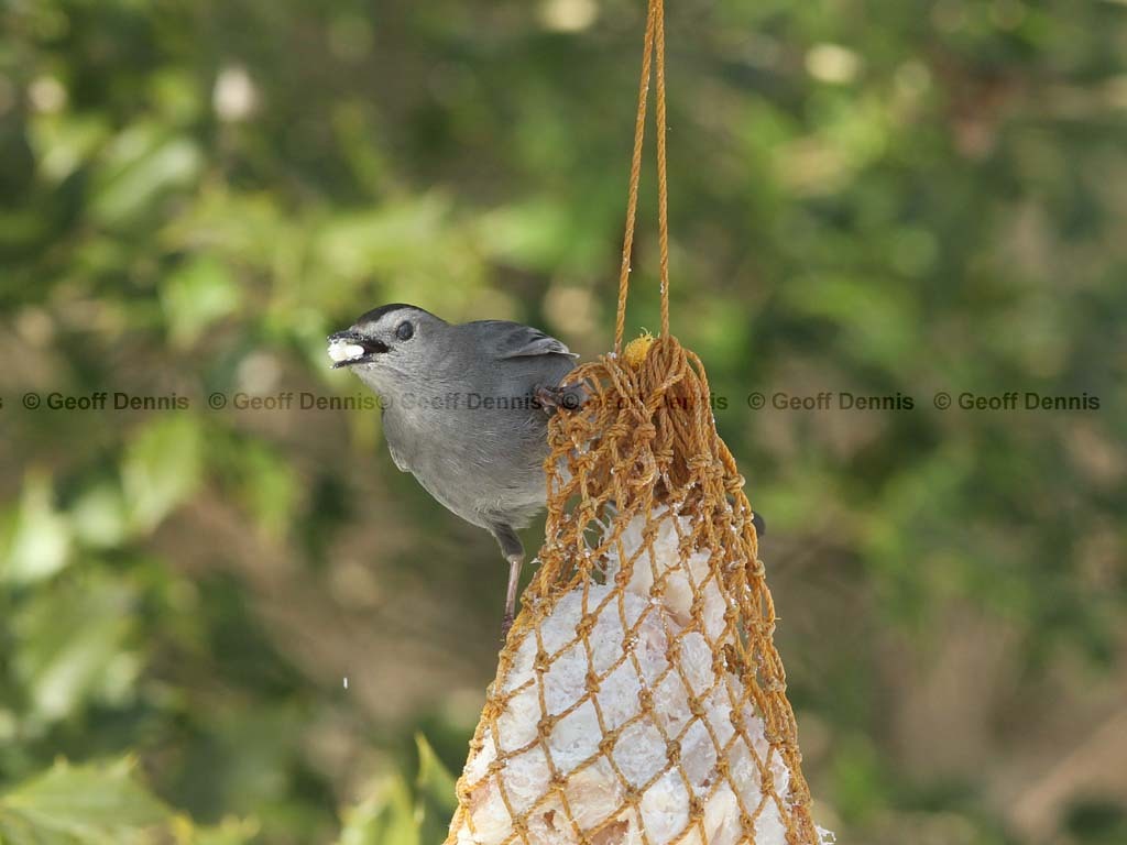 GRCA-BB_Gray-Catbird