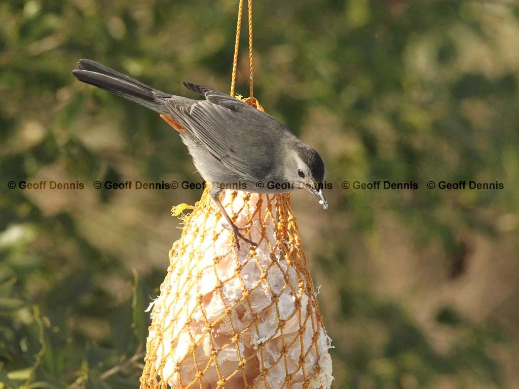 GRCA-BC_Gray-Catbird