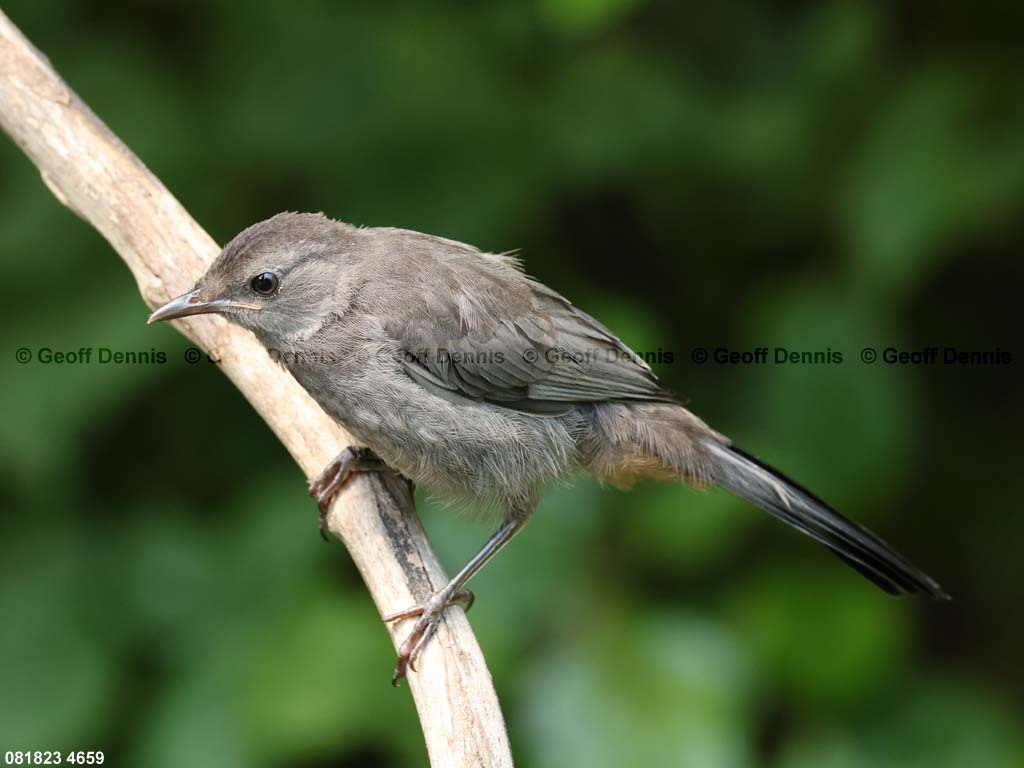 GRCA-BE_Gray-Catbird