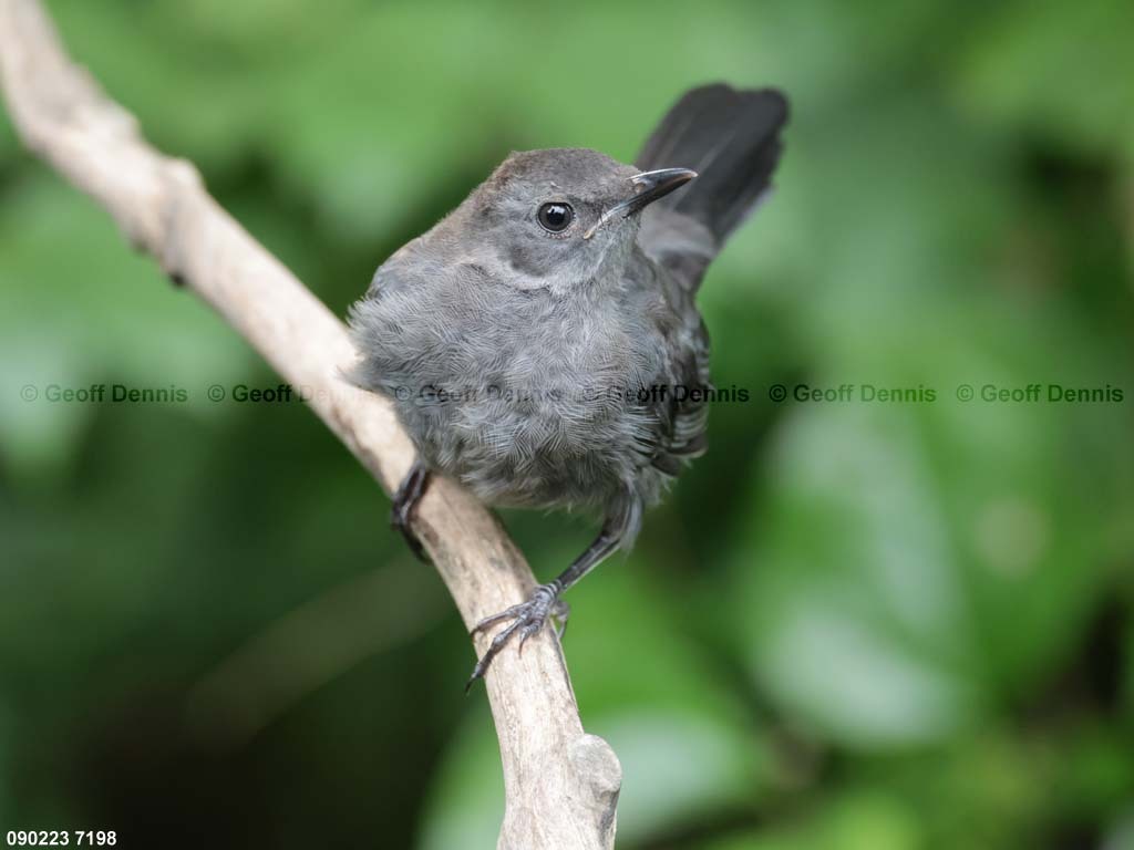 GRCA-BF_Gray-Catbird