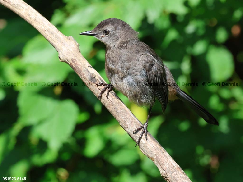 GRCA-BG_Gray-Catbird