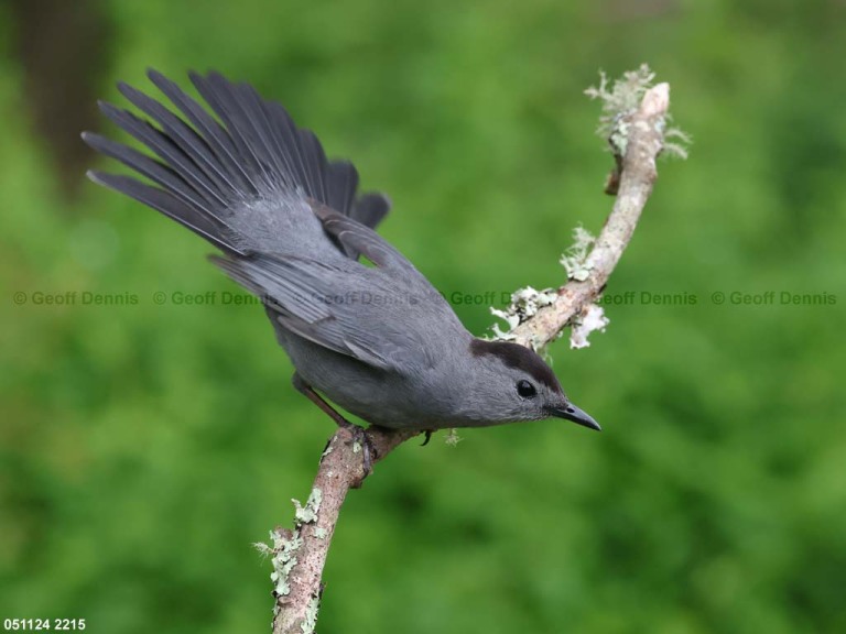 GRCA-BH_Gray-Catbird