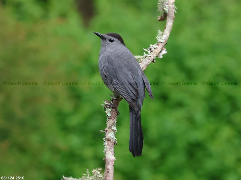 GRCA-BI_Gray-Catbird