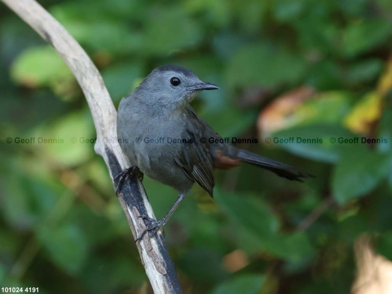 GRCA-BK_Gray-Catbird