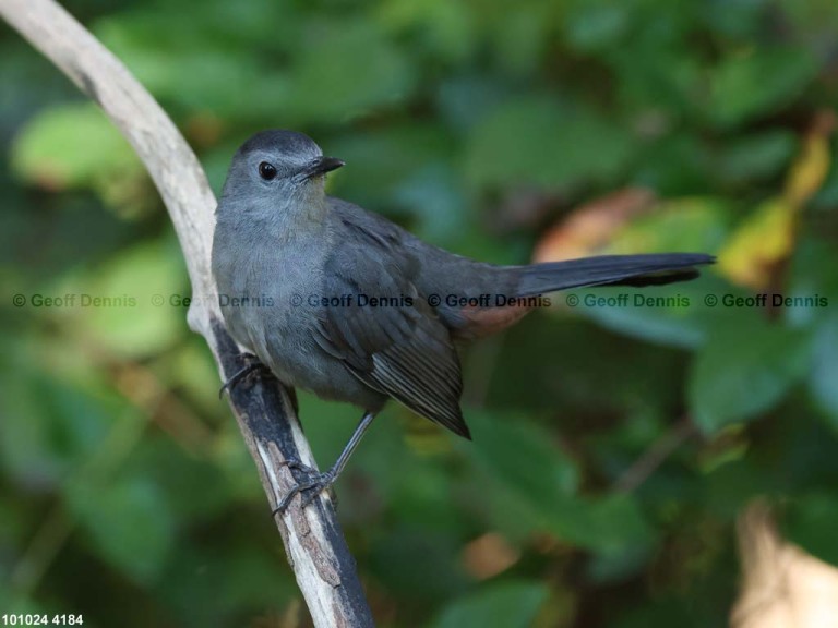 GRCA-BL_Gray-Catbird