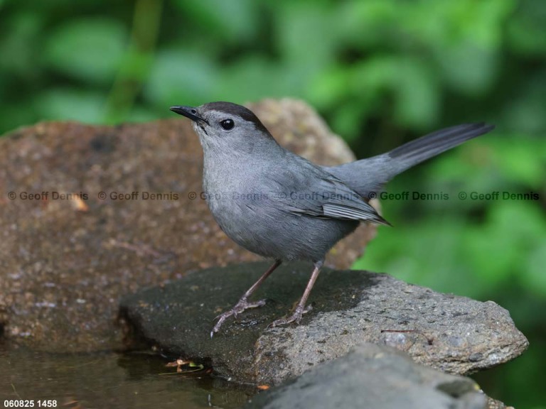 GRCA-BM_Gray-Catbird