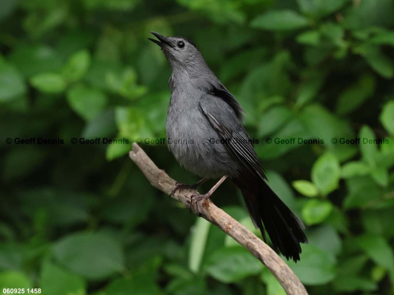 GRCA-BN_Gray-Catbird