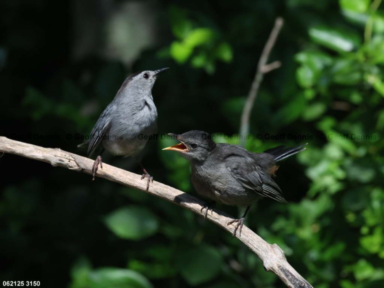 GRCA-BO_Gray-Catbird