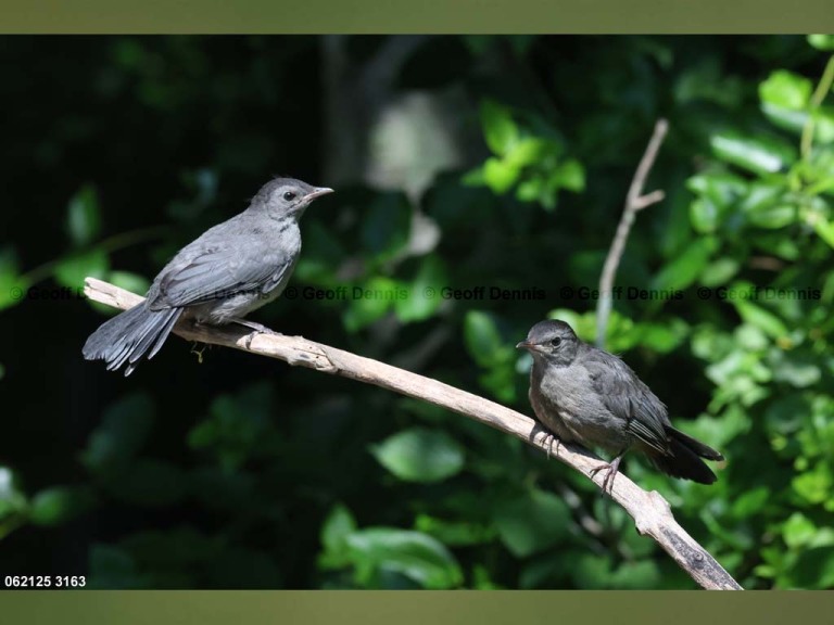 GRCA-BP_Gray-Catbird