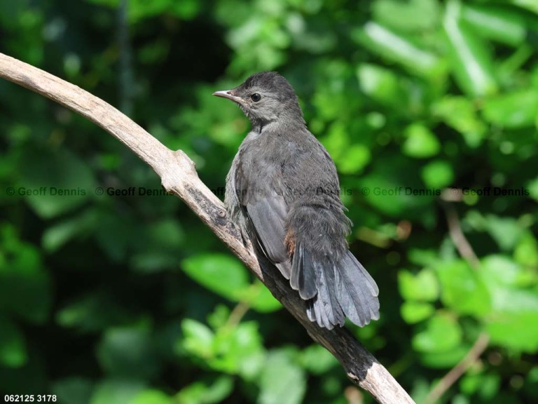 GRCA-BQ_Gray-Catbird