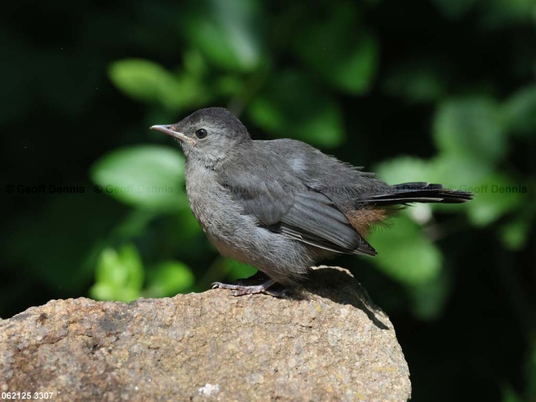 GRCA-BR_Gray-Catbird