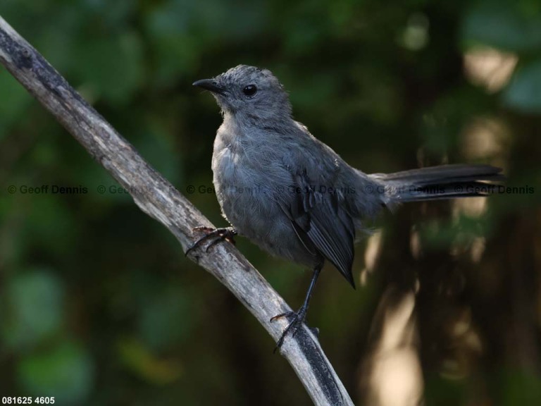 GRCA-BS_Gray-Catbird