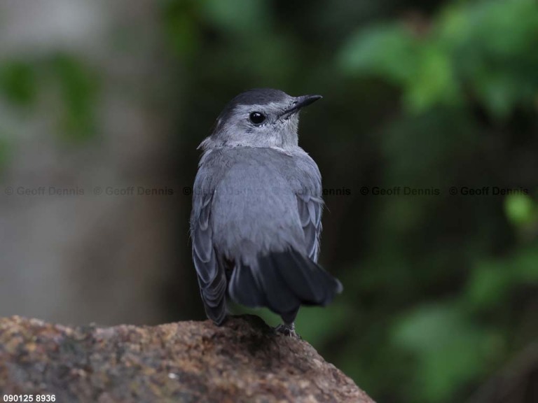 GRCA-BT_Gray-Catbird