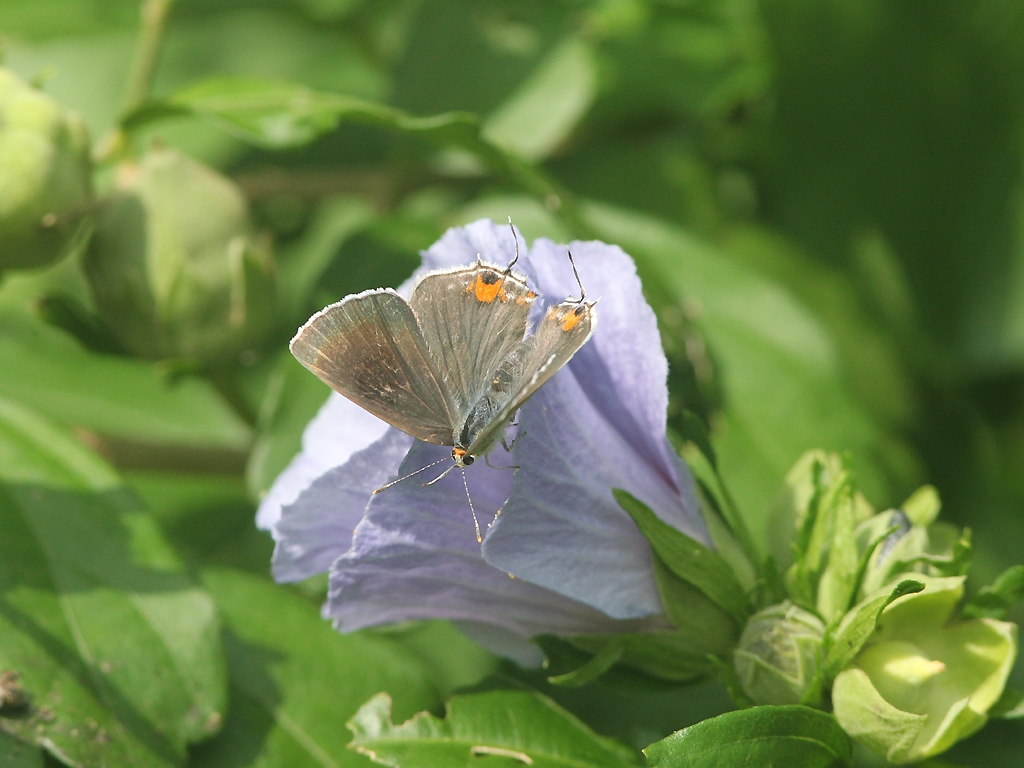 Gray-Hairstreak-AA