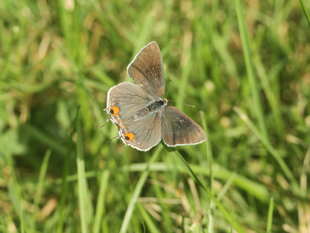 Gray-Hairstreak-AB