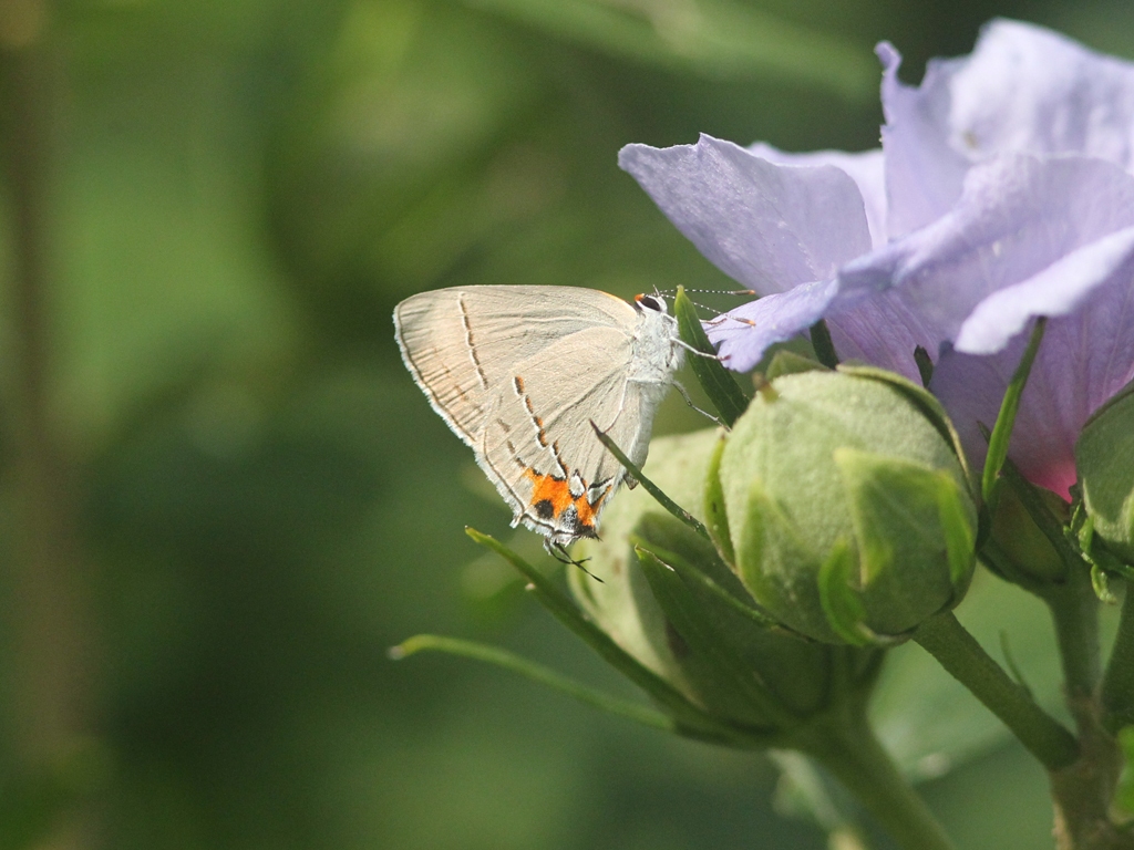 Gray-Hairstreak-AC
