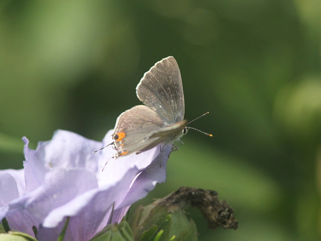 Gray-Hairstreak-AD