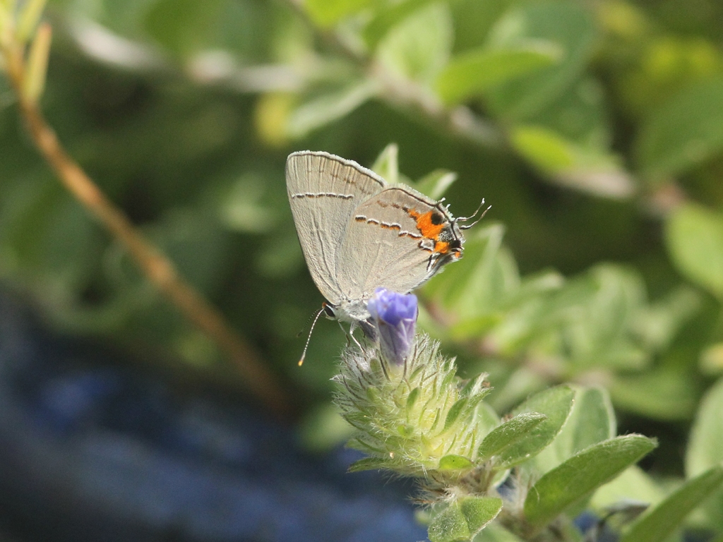 Gray-Hairstreak-AE