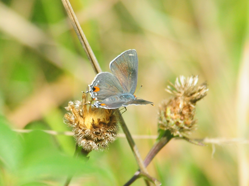 Gray-Hairstreak-AF