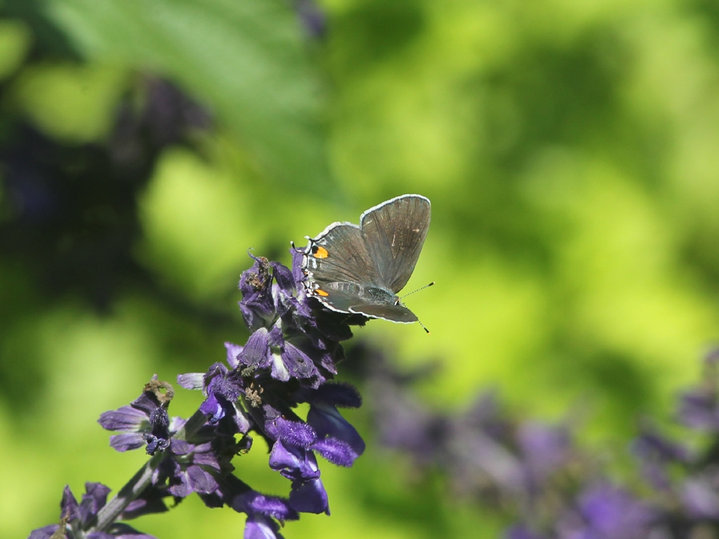 Gray-Hairstreak-AG