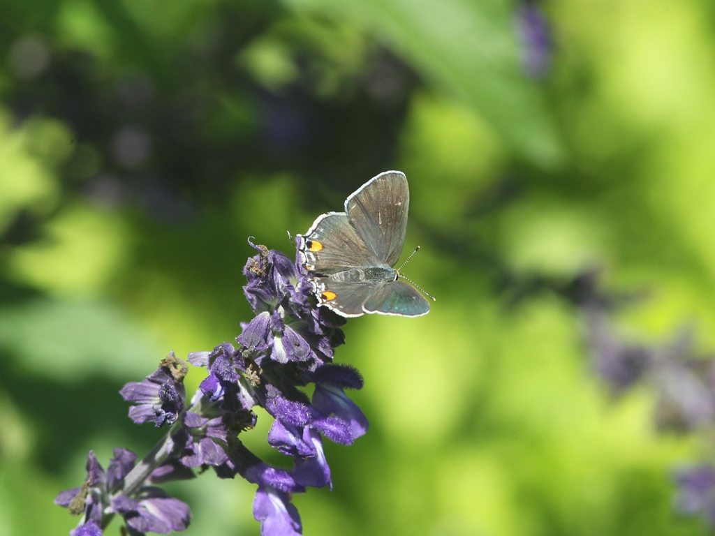 Gray-Hairstreak-AH
