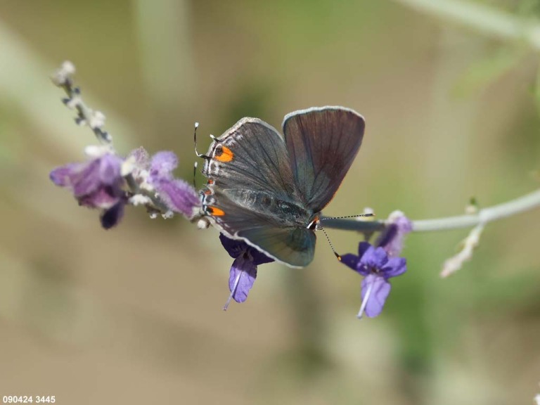 Gray-Hairstreak-AI