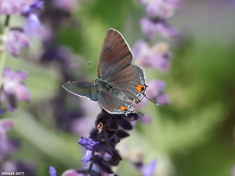 Gray-Hairstreak-AJ