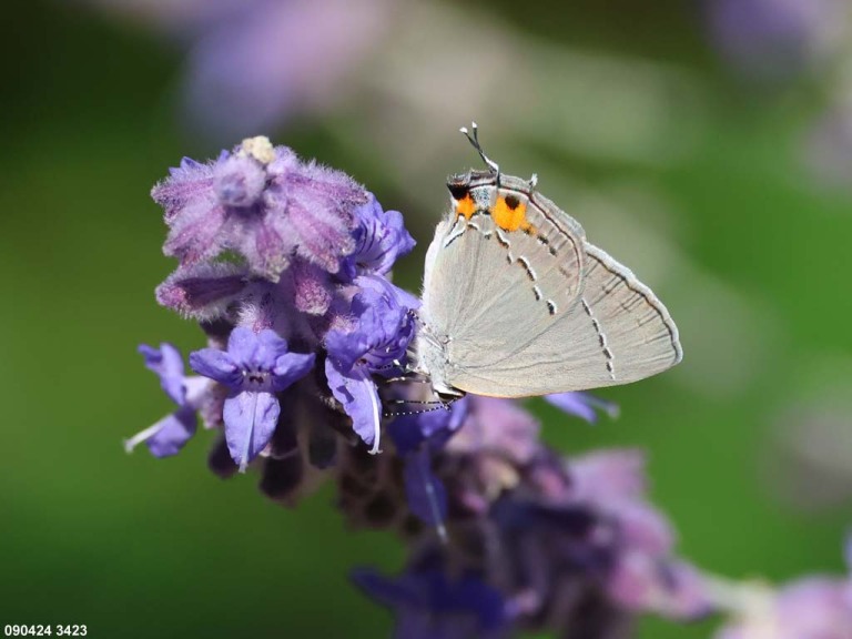 Gray-Hairstreak-AK