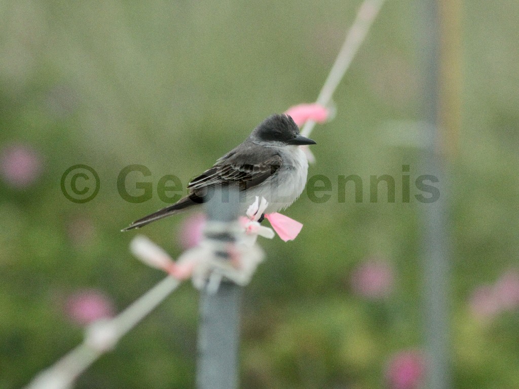 GRKI-AA_Gray-Kingbird