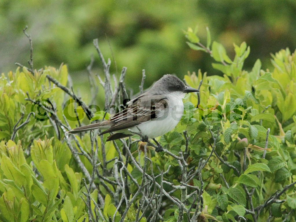 GRKI-AB_Gray-Kingbird
