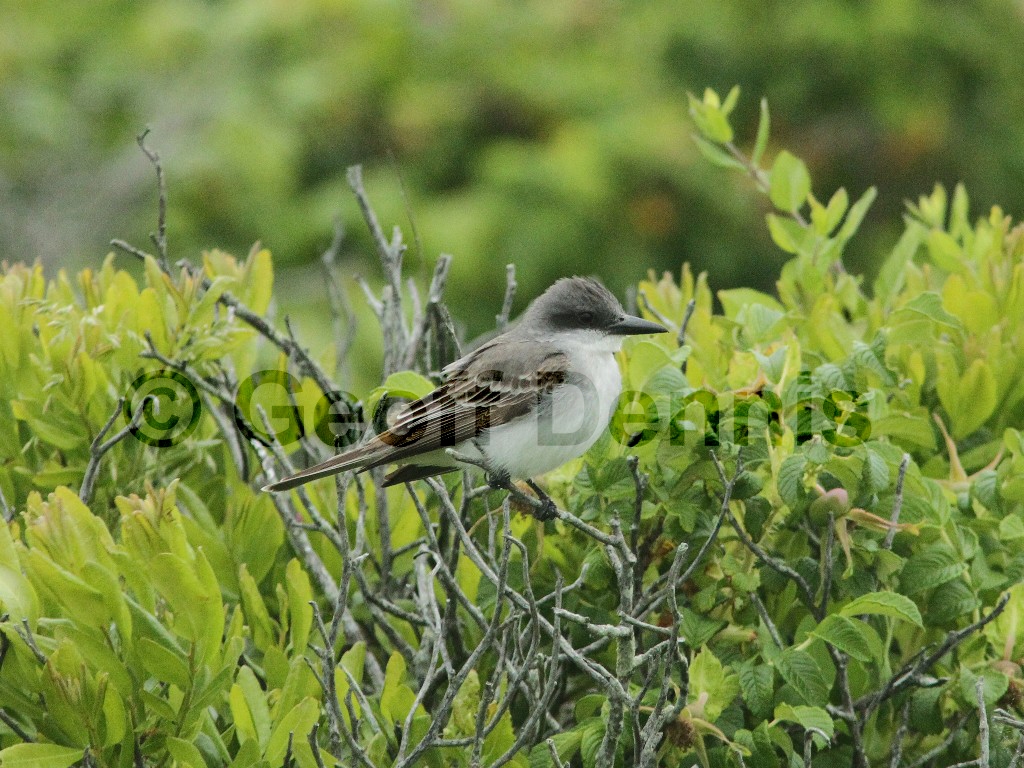 GRKI-AC_Gray-Kingbird