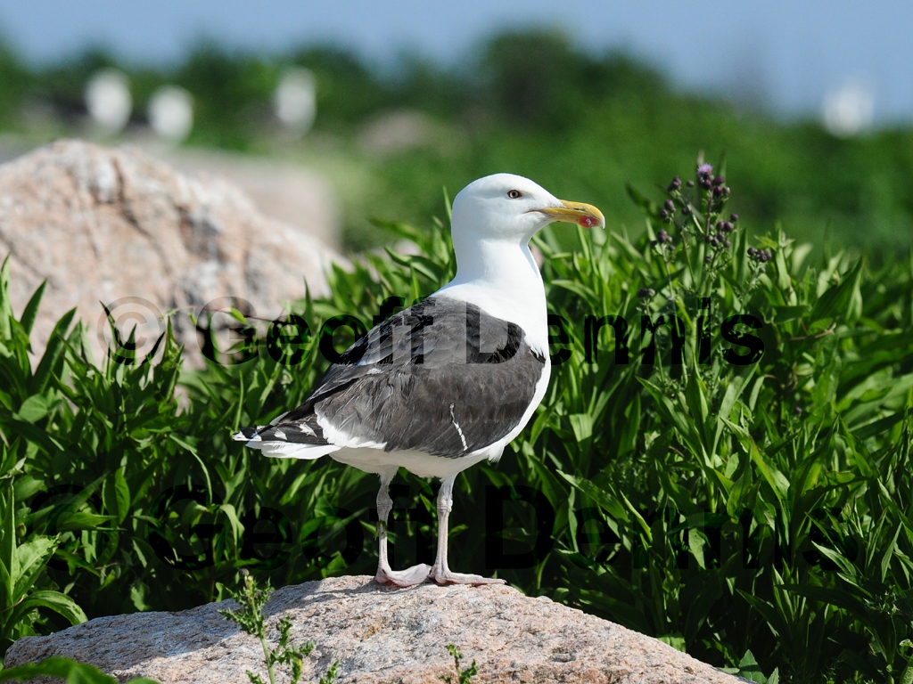 GBBG-AA_Great-Black-backed-Gull