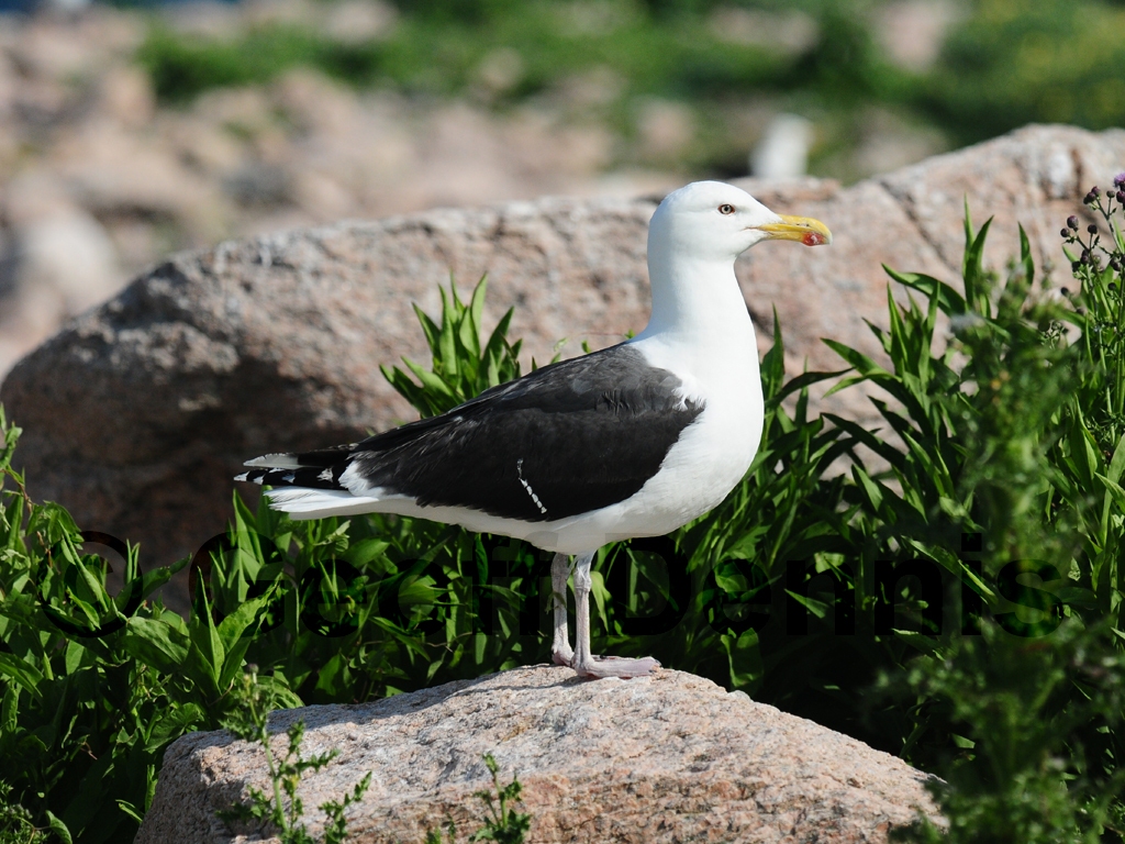 GBBG-AB_Great-Black-backed-Gull