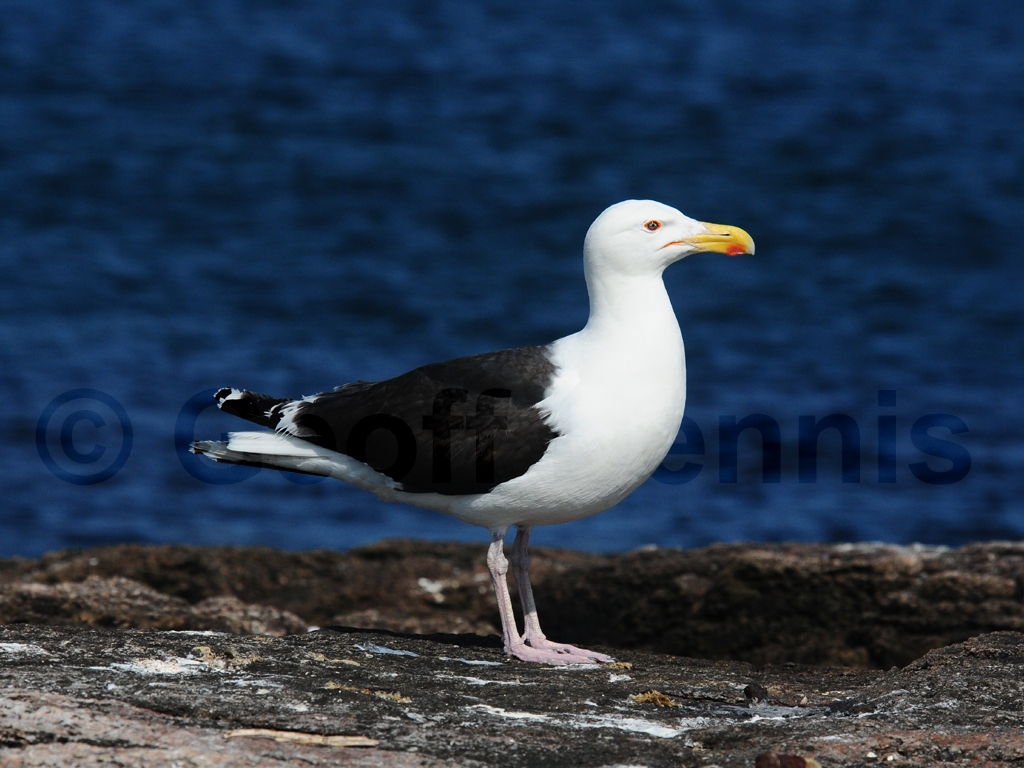 GBBG-AC_Great-Black-backed-Gull
