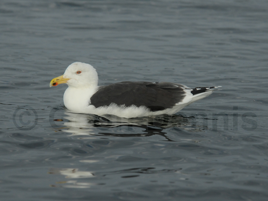 GBBG-AD_Great-Black-backed-Gull